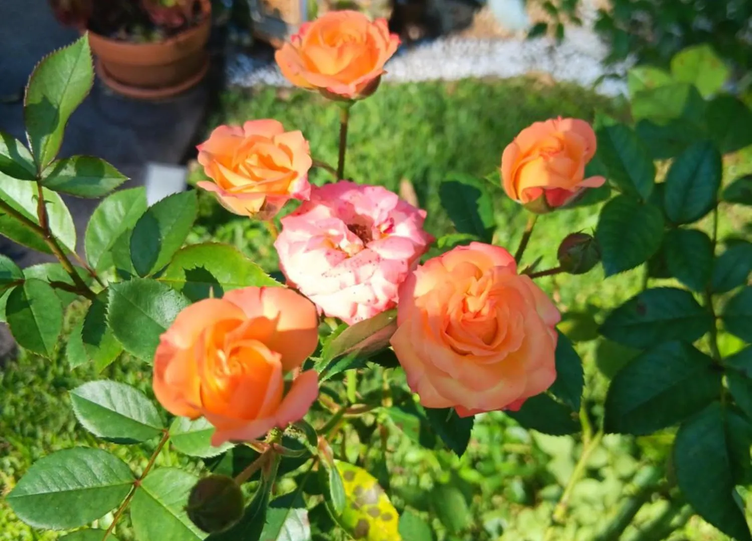 Mapleton Peaceful Provence Bnb Panzió